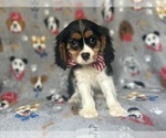 Small #1 Cavalier King Charles Spaniel