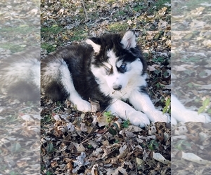 Siberian Husky Puppy for sale in KANSAS CITY, MO, USA