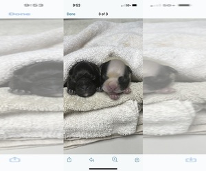 French Bulldog Puppy for sale in HOLLYWOOD, FL, USA