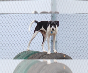 Borador Dogs for adoption in Dunnellon, FL, USA