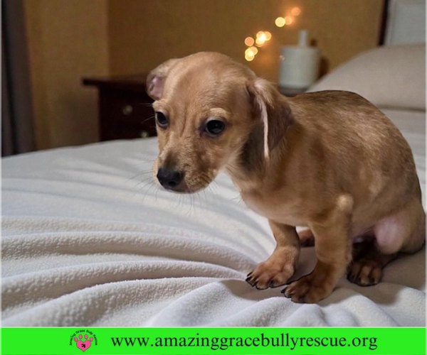 Medium Photo #4 French Bull Weiner Puppy For Sale in Pensacola, FL, USA