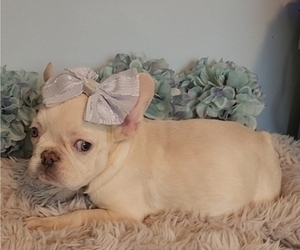 French Bulldog Puppy for sale in INDIANAPOLIS, IN, USA