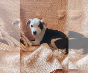 Mutt Dogs for adoption in SHERBURNE, NY, USA