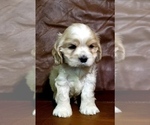 Small Photo #7 Cocker Spaniel Puppy For Sale in TERRY, MS, USA