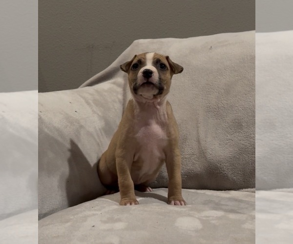 Medium Photo #2 American Staffordshire Terrier Puppy For Sale in VILONIA, AR, USA