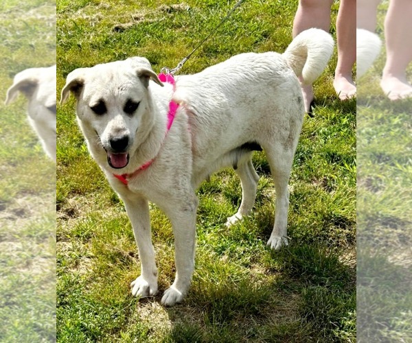 Medium Photo #4 Anatolian Shepherd-Labrador Retriever Mix Puppy For Sale in Scottsboro, AL, USA