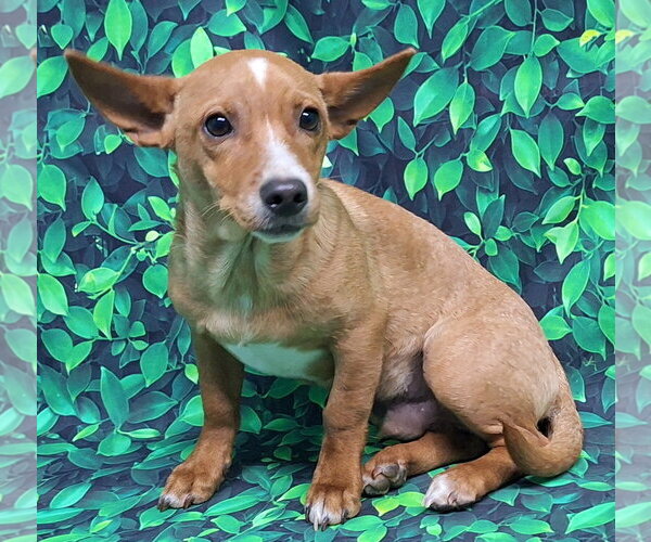 Medium Photo #2 Chihuahua-Unknown Mix Puppy For Sale in Wetumpka, AL, USA