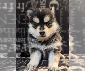 Medium Pomsky