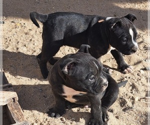 American Bully Puppy for sale in LAKE LOS ANGELES, CA, USA