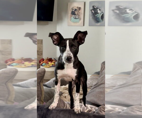 Medium Photo #2 Pointer-Unknown Mix Puppy For Sale in Mooresville, NC, USA