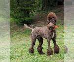 Small Photo #26 Poodle (Standard) Puppy For Sale in MOORESVILLE, NC, USA
