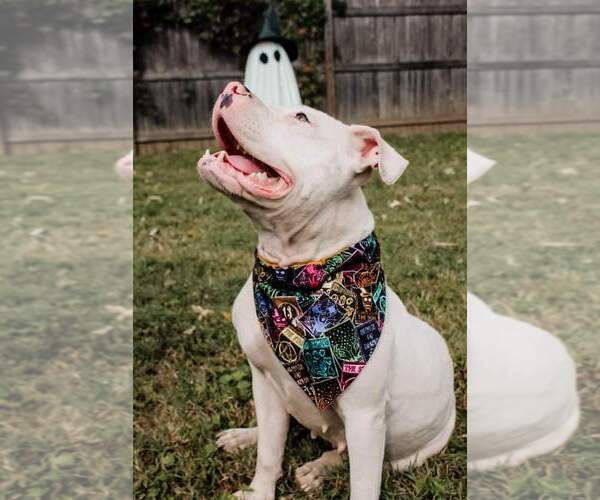 Medium Photo #2 American Pit Bull Terrier-Unknown Mix Puppy For Sale in Evansville, IN, USA