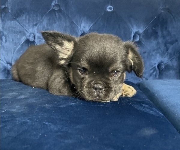 Medium Photo #10 French Bulldog Puppy For Sale in DETROIT, MI, USA