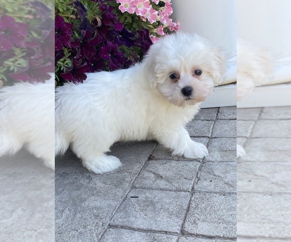 Medium Photo #4 Coton de Tulear Puppy For Sale in CANOGA, NY, USA