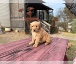 Small #18 Golden Retriever