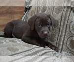 Puppy Lanson Labrador Retriever