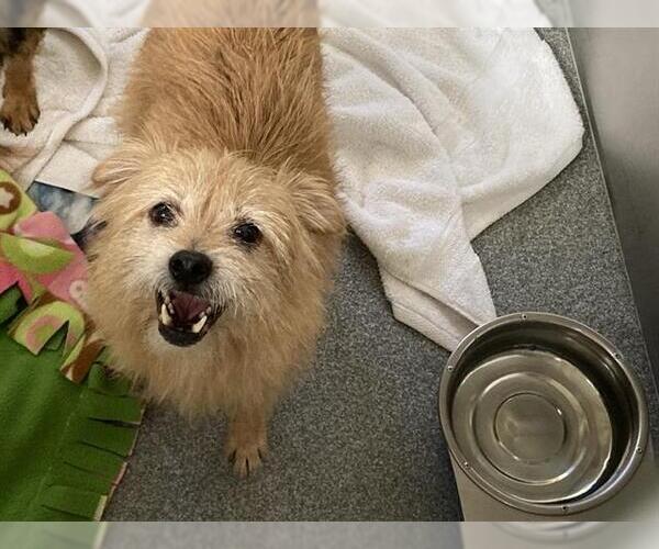 Medium Photo #1 Cairn Terrier-Unknown Mix Puppy For Sale in Orange, CA, USA