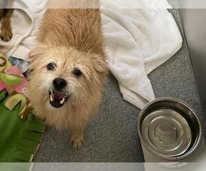 Cairn Terrier-Unknown Mix Dogs for adoption in Orange, CA, USA