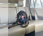 Small #1 Coonhound-Golden Retriever Mix