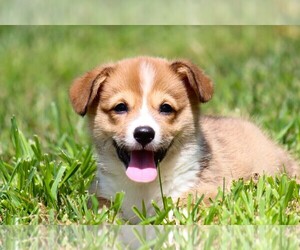 Pembroke Welsh Corgi Puppy for Sale in FORT MADISON, Iowa USA
