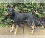 Small #3 German Shepherd Dog Mix