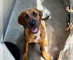 Small #1 Bloodhound Mix