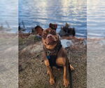 Small #9 American Staffordshire Terrier-Bulldog Mix