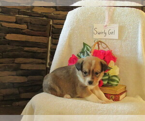 Border Collie-English Shepherd Mix Puppy for sale in SHILOH, OH, USA