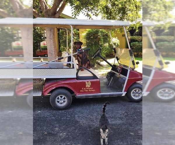 Medium Photo #10 Doberman Pinscher Puppy For Sale in Parlier, CA, USA