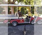 Small #9 Doberman Pinscher