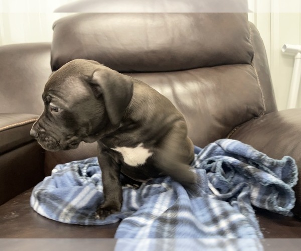 Medium Photo #28 American Bully Puppy For Sale in REESEVILLE, WI, USA