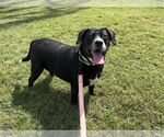 Small Labrador Retriever