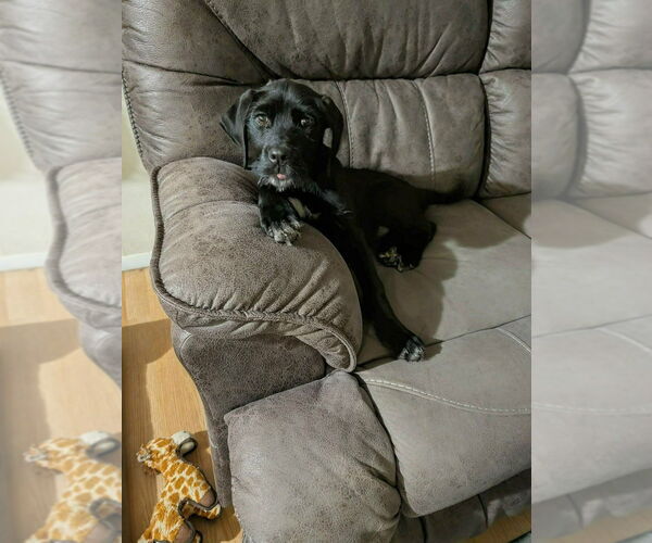 Medium Photo #1 Labrador Retriever-Unknown Mix Puppy For Sale in Aurora, IN, USA