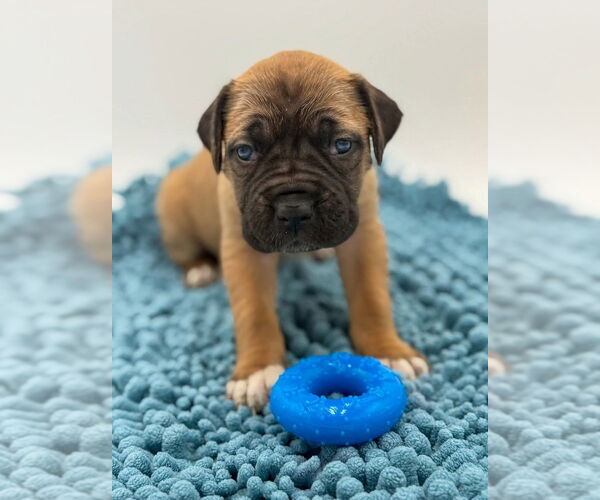 Medium Photo #4 Mutt Puppy For Sale in Brooklyn, NY, USA