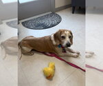Small #6 Beagle Mix