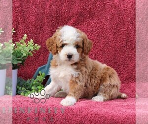 Goldendoodle (Miniature) Puppy for sale in EPHRATA, PA, USA