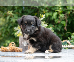 Medium Miniature Australian Shepherd