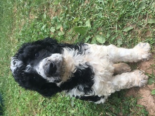 Poodle (Standard) Puppy for sale in MARTINSVILLE, VA, USA