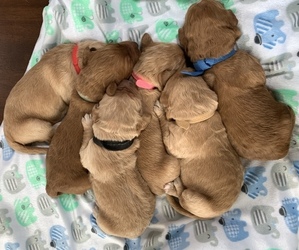 Golden Retriever-Goldendoodle Mix Puppy for sale in BILLINGS, MT, USA
