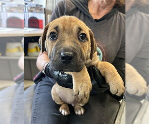 Mutt Dogs for adoption in Stockton, CA, USA