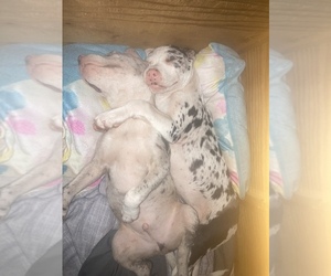 American Pit Bull Terrier-Catahoula Leopard Dog Mix Puppy for sale in MADISON HEIGHTS, VA, USA