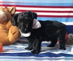 Small Photo #4 YorkiePoo Puppy For Sale in CLAY, PA, USA