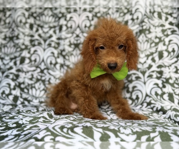 Medium Photo #6 Cock-A-Poo Puppy For Sale in LAKELAND, FL, USA