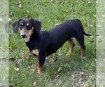 Small #2 Dachshund Mix