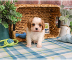 Small Photo #1 Cavalier King Charles Spaniel Puppy For Sale in SYRACUSE, IN, USA