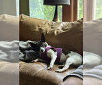 Small #2 Rat Terrier