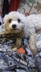 Small Photo #6 Zuchon Puppy For Sale in BROOKEVILLE, MD, USA