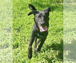 Small #1 Retriever  Mix