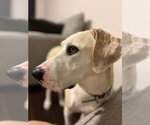 Small #13 Great Dane-Labrador Retriever Mix