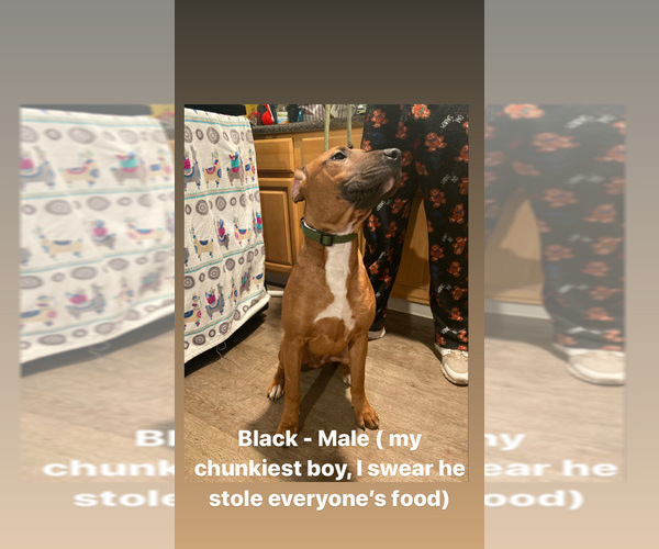 Medium Photo #1 Boxer-Bull Terrier Mix Puppy For Sale in YONKERS, NY, USA
